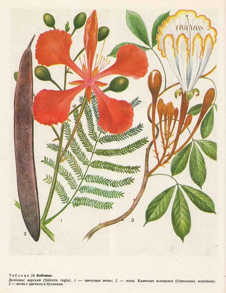 Leguminosae семейство. Цезальпиниевые семейство. Ботанические рисунки растений. Семейства ботаника