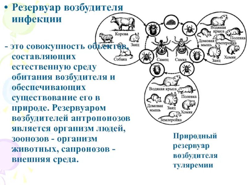 Резервуар инфекции. Резервуар возбудителя инфекционной болезни. типы резервуаров инфекции. источники инфекции резервуары. резервуар инфекции это.