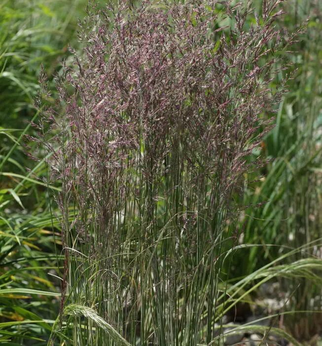 Вейник остроцветковый Overdam. Вейник остроцветковый (Calamagrostis acutiflora `Overdam`). Вейник остроцветковый "Овердам" Calamagrostis x acutiflora "Overdam. Вейник овердам