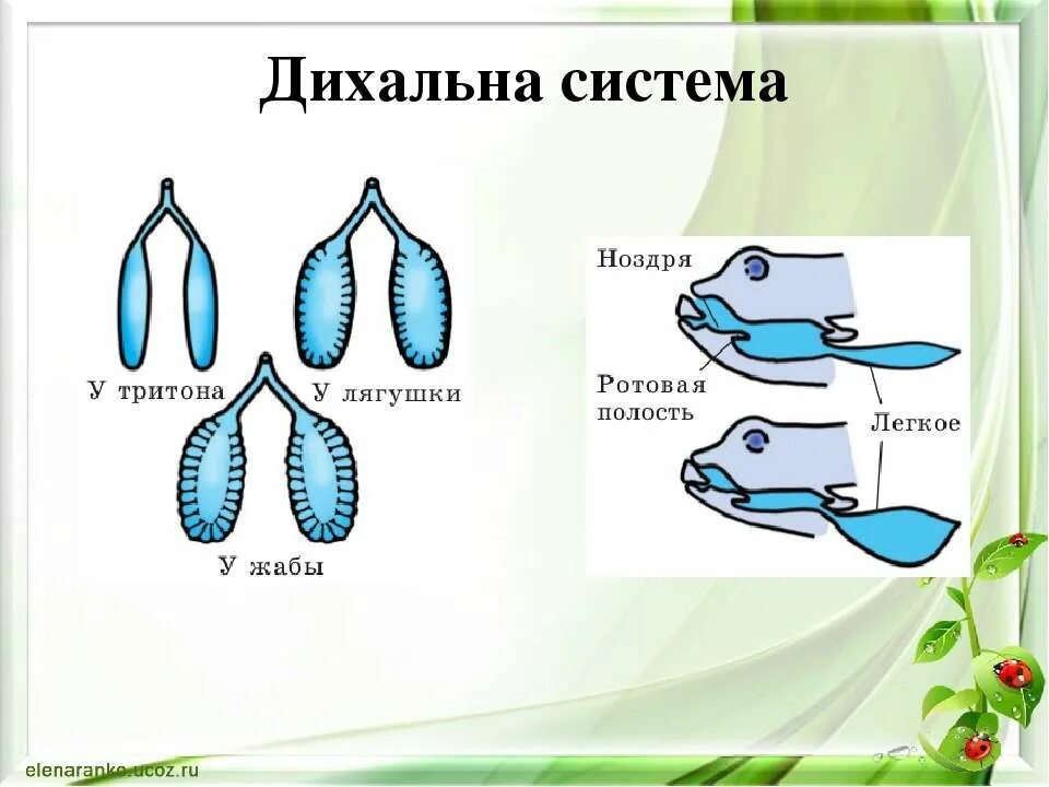 Дыхание лягушки в воде. Строение дыхательной системы земноводных. Строение дыхательной системы лягушки. Дыхательная система земноводных схема. Дыхательная система земноводного строение.