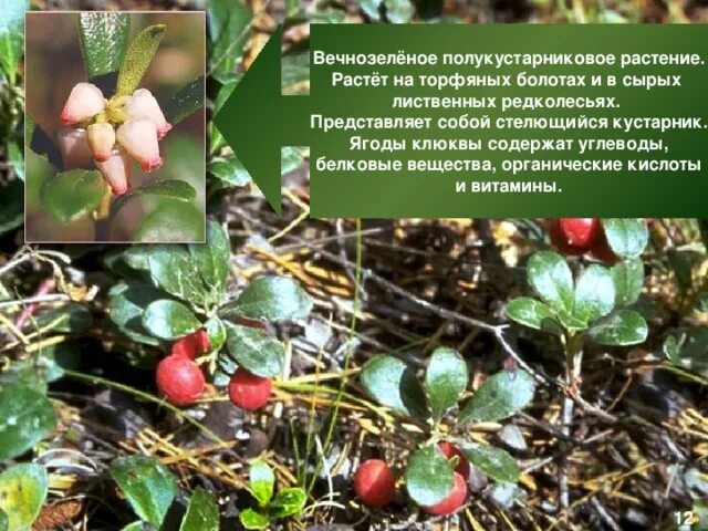 Почему культурные растения плохо растут на заболоченных. Кустарники растущие на болоте. растения растут в торфе. растения растущие растущие на болотах. растения произрастающие на болоте.