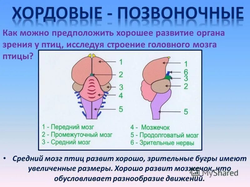 Средний мозг птиц. Средний мозг птиц. Строение среднего мозга птиц. Средний мозг птиц. Средний мозг птиц.