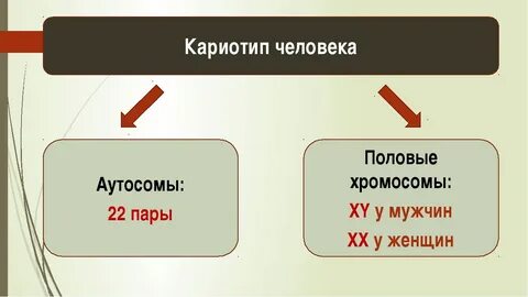 Чем аутосомы отличаются от хромосом