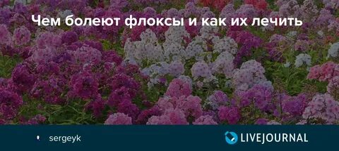 Чем обработать флоксы от вредителей
