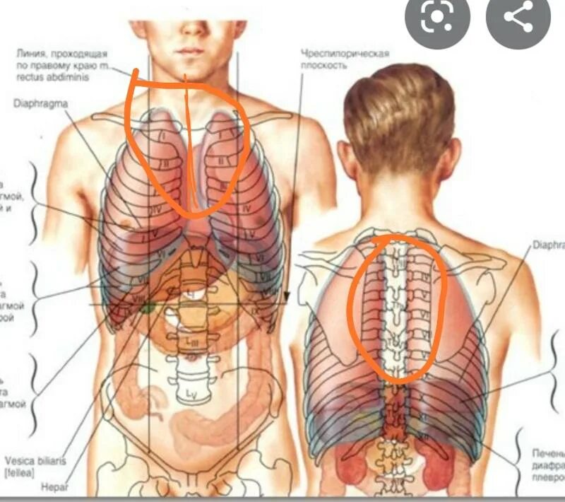 строение органов со спины. анатомия человека вид сзади. строение органов со спины. строение органов человека спереди. внутренние органы женщины со спины.