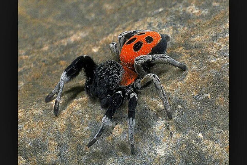 Spiders can crawl and jump