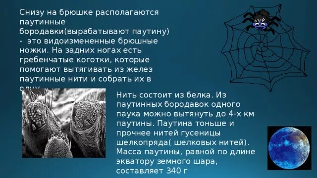 Паутинные железы на брюшке. Паутинные железы на брюшке. Строение паука паутинные железы. Паутинные бородавки паука крестовика. Паук строение тела.