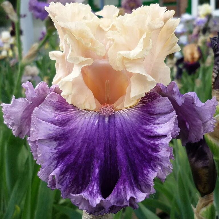 ирис meteorite. ирис бородатый (сорт 'rimfire'). ирис insaniac /инсаниак/. ирис noble contessa. минусит ирис.