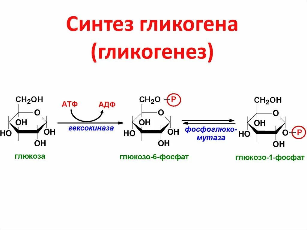 Образование гликогена в печени. Схема реакций расщепления гликогена. Синтез гликогена из глюкозо-1-фосфата. Синтез гликогена формулы. Биосинтез гликогена биохимия реакции.