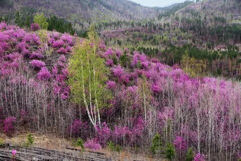 Цветы забайкалья