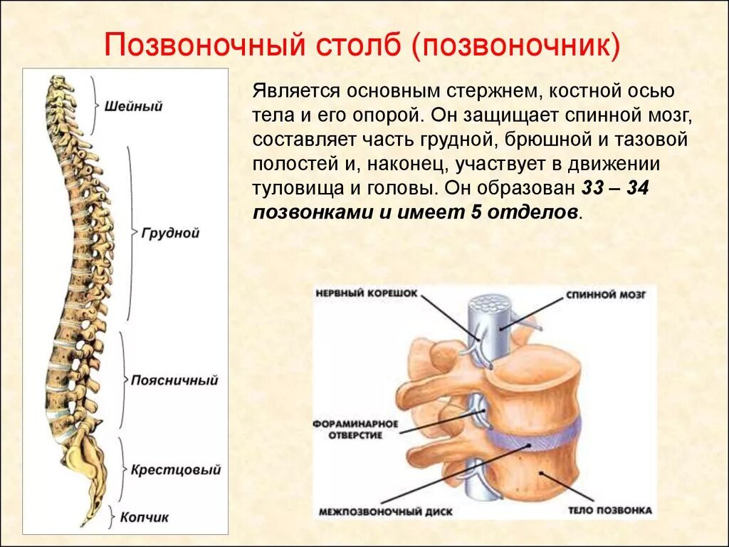 Строение позвоночника по отделам человека с расшифровкой. Скелет туловища Позвоночный столб позвонки. Строение осевого скелета позвонка. Строение позвонка со спинным мозгом. Позвоночный столб и строение позвонка.