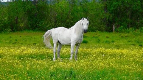 Песня белые лошади