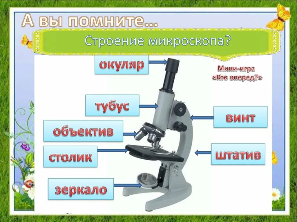 Микроскоп название частей биология 5 класс. Биология 5 кл строение микроскопа. Микроскоп 5 класс биология. Цифровой микроскоп биология 5 класс. Строение светового микроскопа 5 класс биология Пономарева.