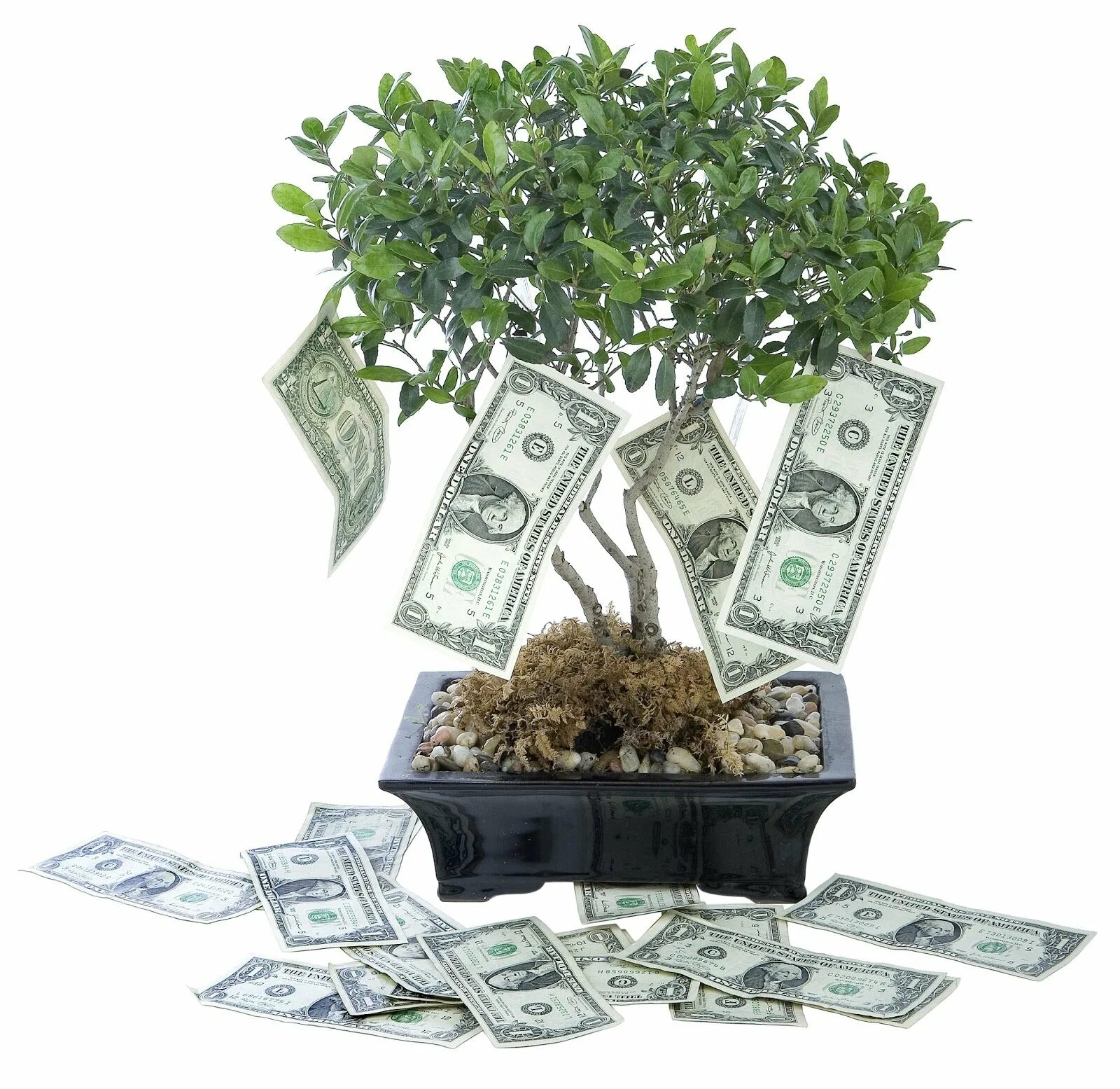 Дерево с деньгами. Деревце с деньгами. Денежное дерево с деньгами. Денежное дерево с купюрами. Внешним благополучием