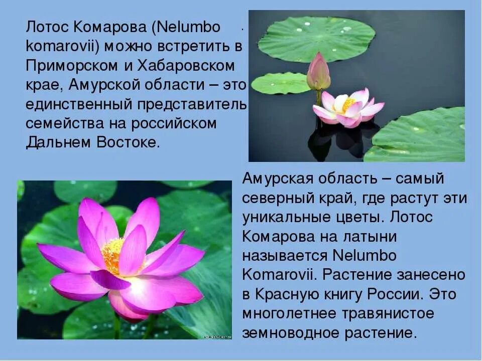 Игра- викторина по Хабаровскому краю
