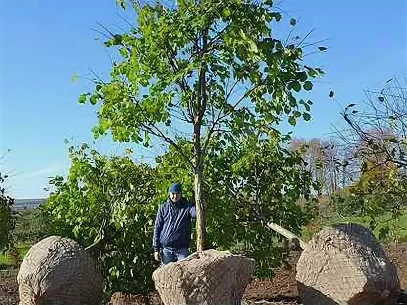 Крупномеры плодовых деревьев для посадки. Крупномерные деревья. посадка крупномерных деревьев. питомник крупномеров. посадка крупномеров.