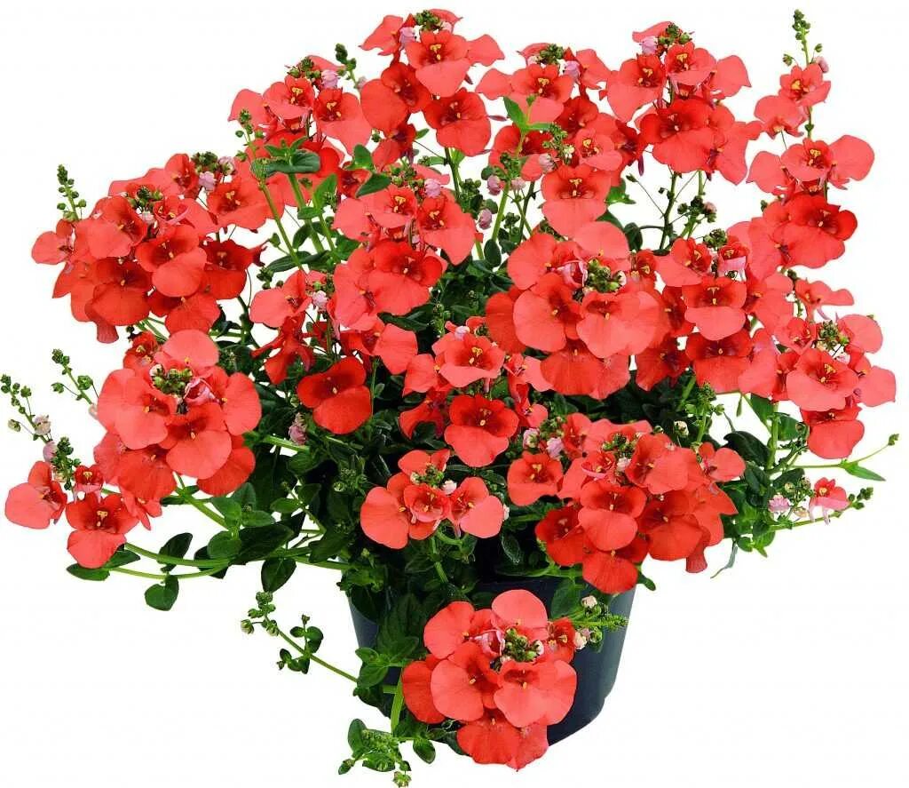 диасция ампельная. диасция elfjes dark orange. диасция ампельная. диасция juliet red. диасция juliet appleblossom.