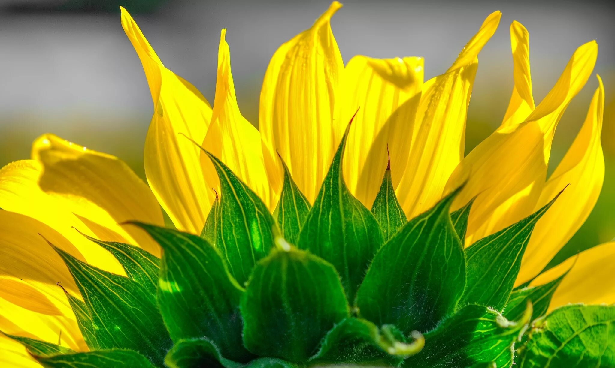 Pin by Varga Icu on ✿ ⊱ ╮ Zöld szín Green flowers, Flowers, Green