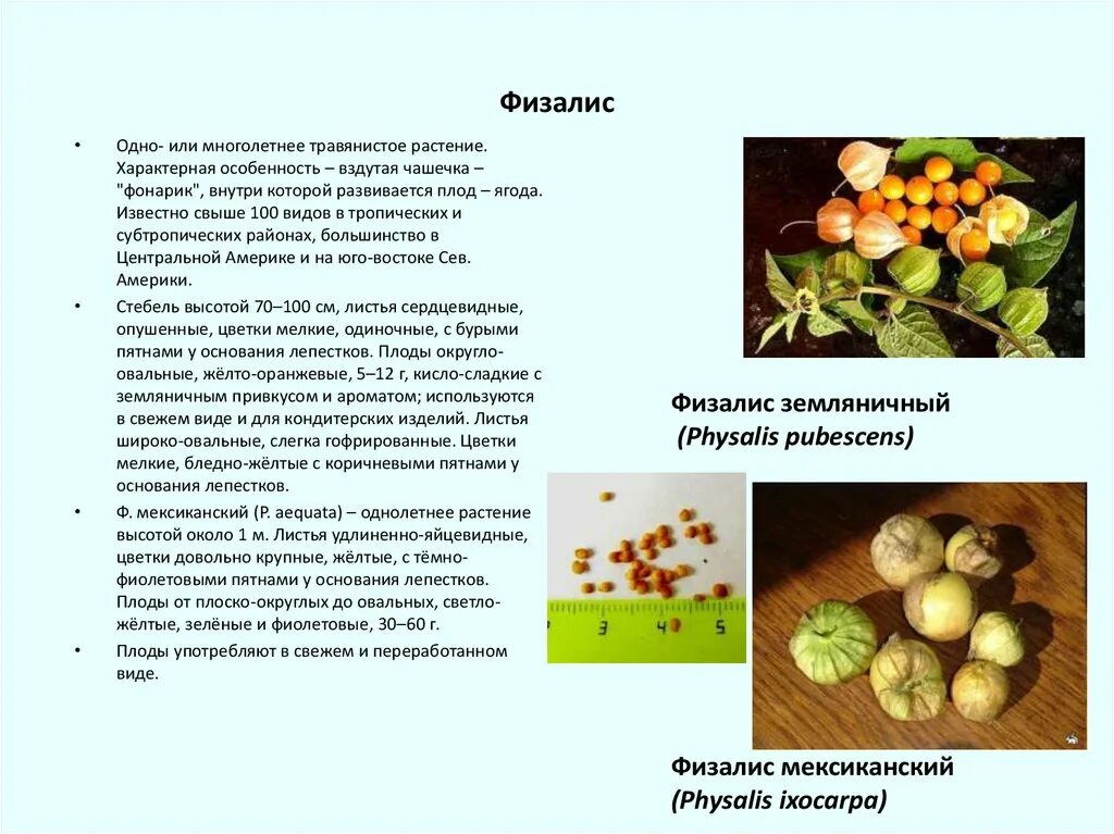 Физалис желтый съедобный. Физалис семейство Пасленовые. Ягода физалис съедобная. Физалис Тип плода.