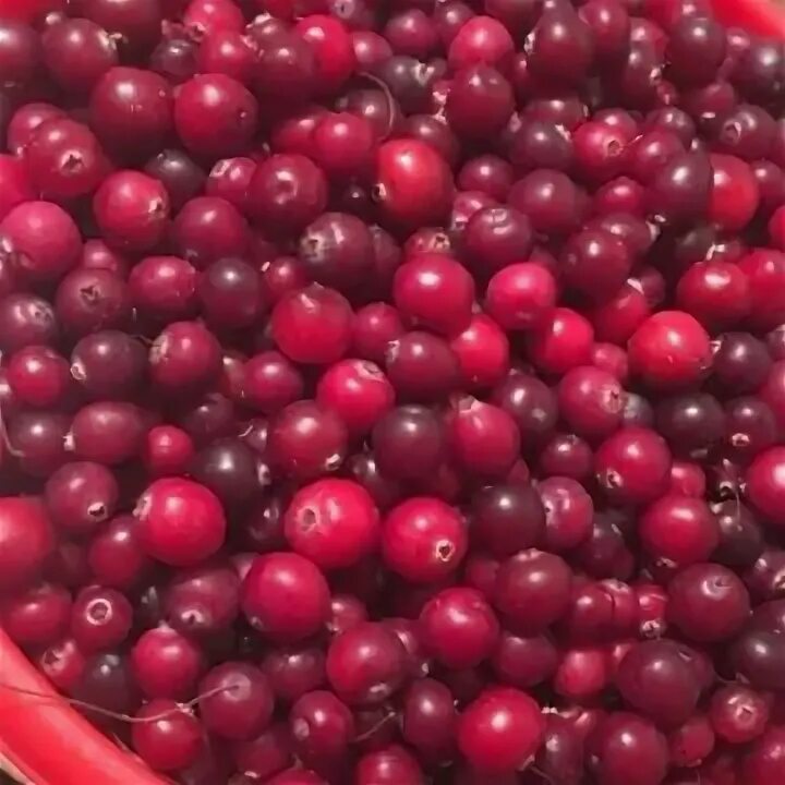 Клюква свежая 1кг. Клюква вяленая. Продам клюкву. Клюква в ведре. Клюква питер.