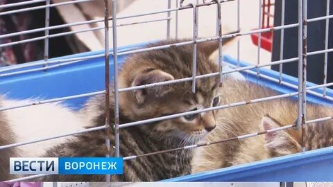 Птичий рынок продать котят
