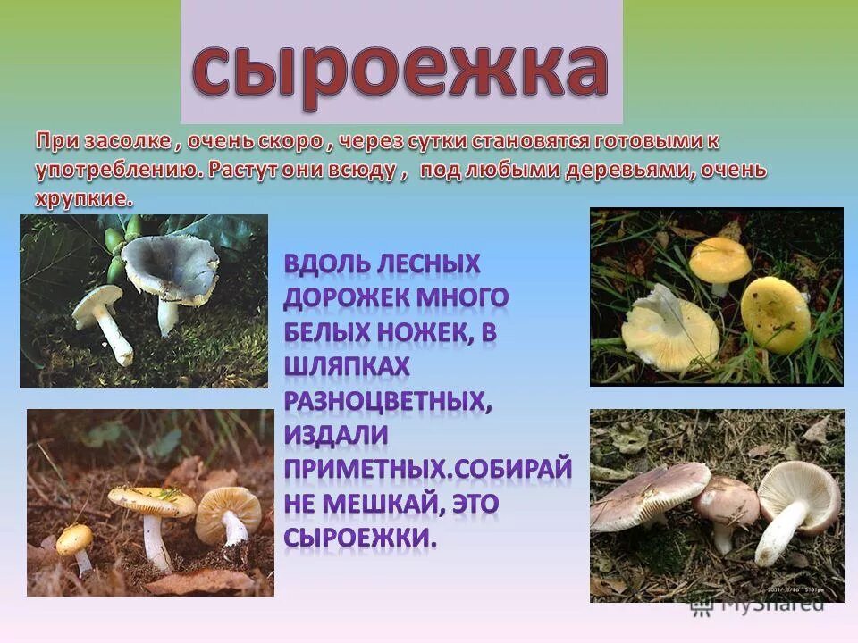 Сыроежка сообщение. Сыроежка презентация. сыроежка доклад. доклад про гриб сыроежка. сыроежка описание.