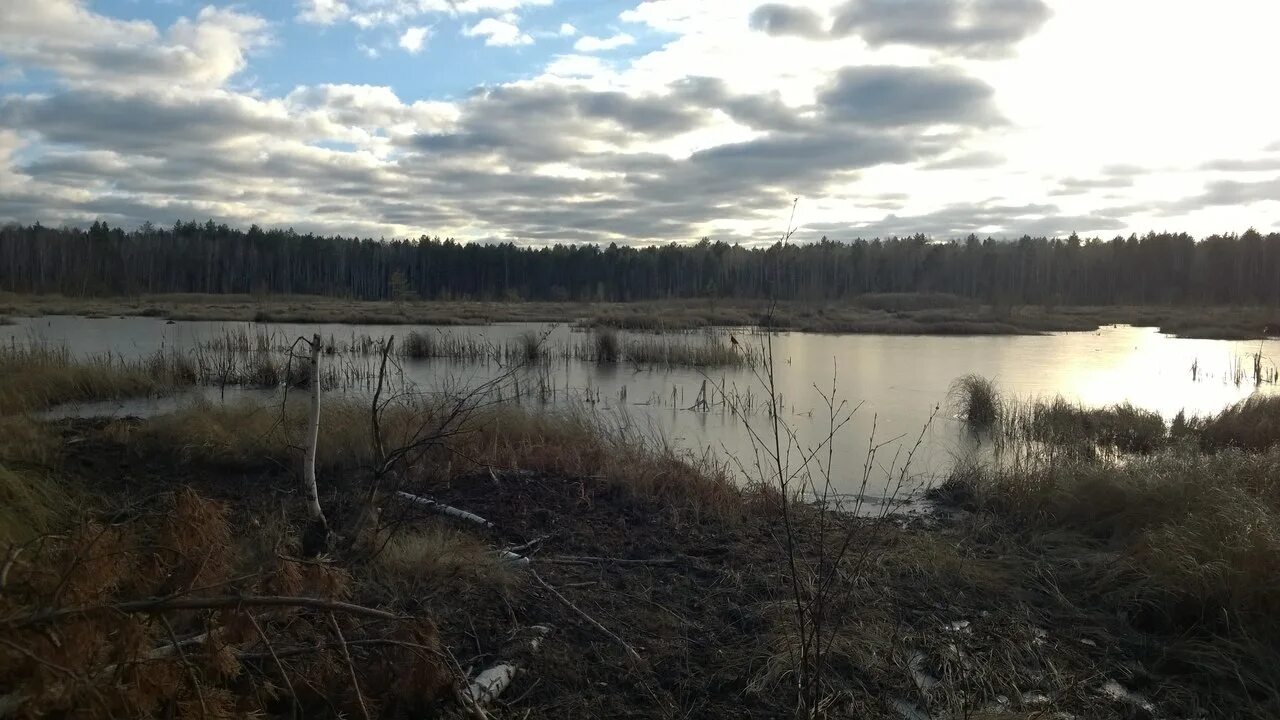 Озеро верховое болото. Брехово болото. Пилекшево нижегородская область. Торфяное болото. Болото озерки.