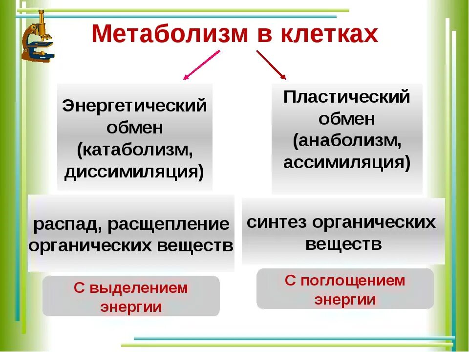 Какой процесс происходит в пластическом обмене