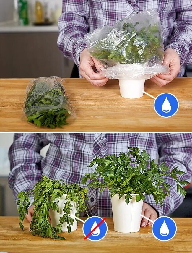 Контейнер для заморозки зелени в холодильнике 25мл. Как долго хранить свежую зелень. Станок который завязывает пучки зелени на грядке. Как долго хранить свежую зелень. Свежая зелень.