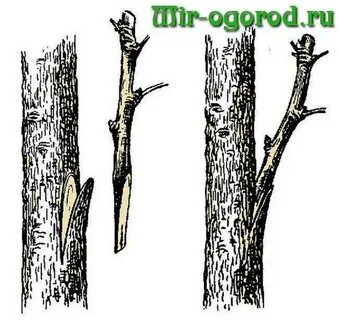 Прививка вишни на вишню весной