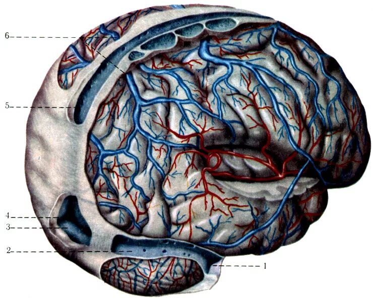 В мозге есть сосуды. Анатомия вены Галена головного мозга. Большая мозговая Вена Галена. Вена Галена венозный отток.