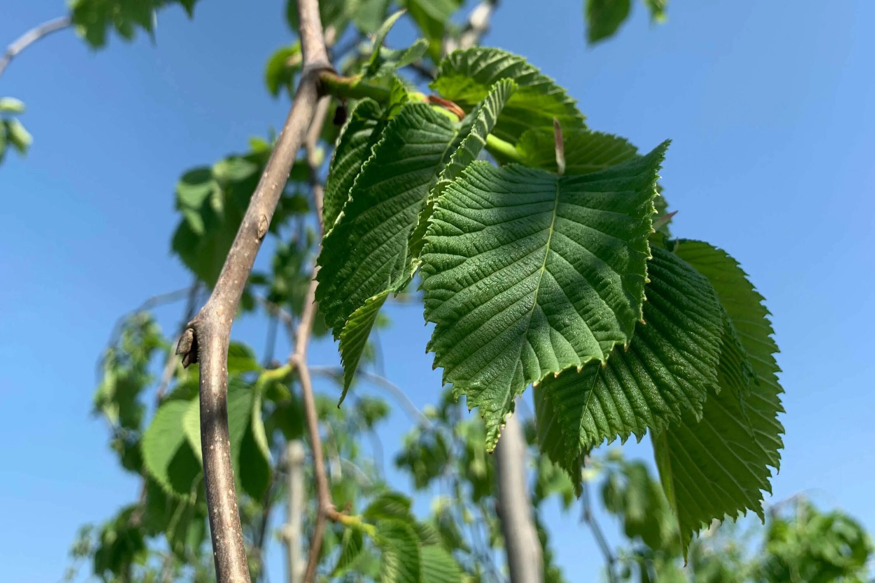 Карагач 3. Вяз Ильм карагач. Ulmus glabra вяз. Вяз шершавый (Ulmus glabra). Вяз граболистный Берест.