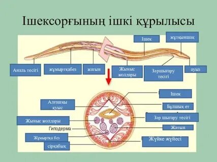 Аскарида двусторонняя симметрия тела
