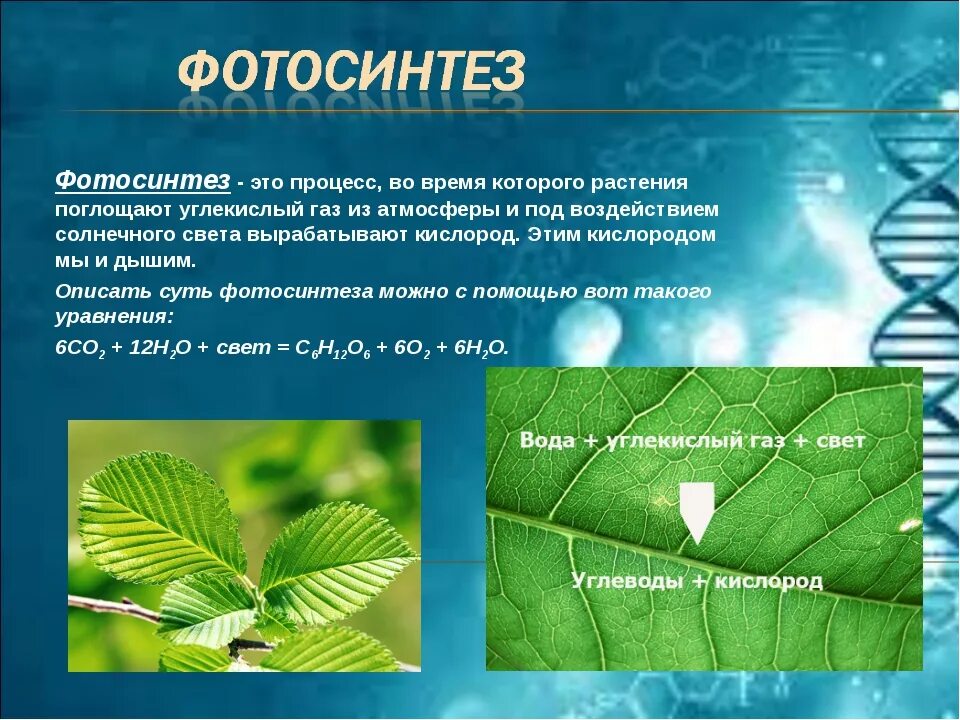 В результате фотосинтеза кислород. Фотосинтез. Процесс фотосинтеза. Фотосинтез это в биологии. Понятие фотосинтеза.