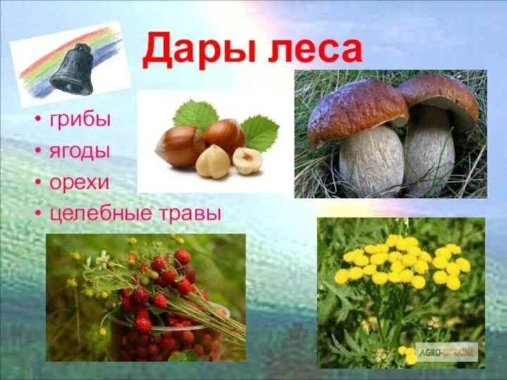 Лес грибы и ягоды презентация. Грибы ягоды визитка. Ядовитые грибы и ягоды. Растительный мир для дошкольников. Презентация лес грибы ягоды.