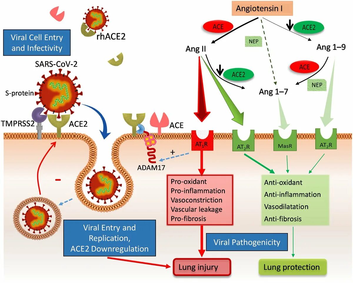Антиген коронавирус sars cov 2. Рецепторы Ace. Ангиотензин II. Ace2 and Covid-19. Ace2 и коронавирус.