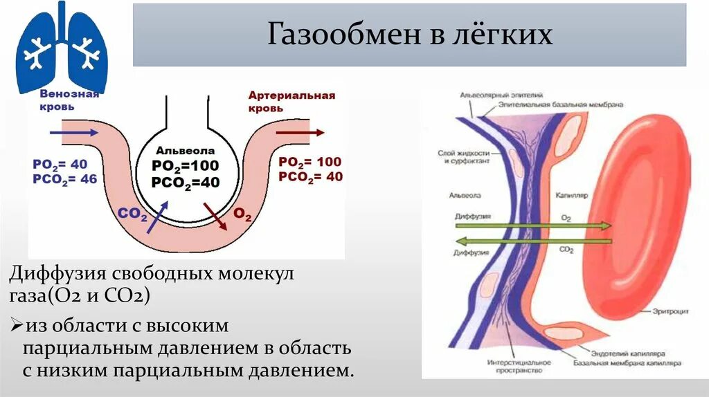 При диффузии газов в легких происходит. Газообмен физиология. Газообмен в легких. Схема газообмена. Процесс газообмена в легких.