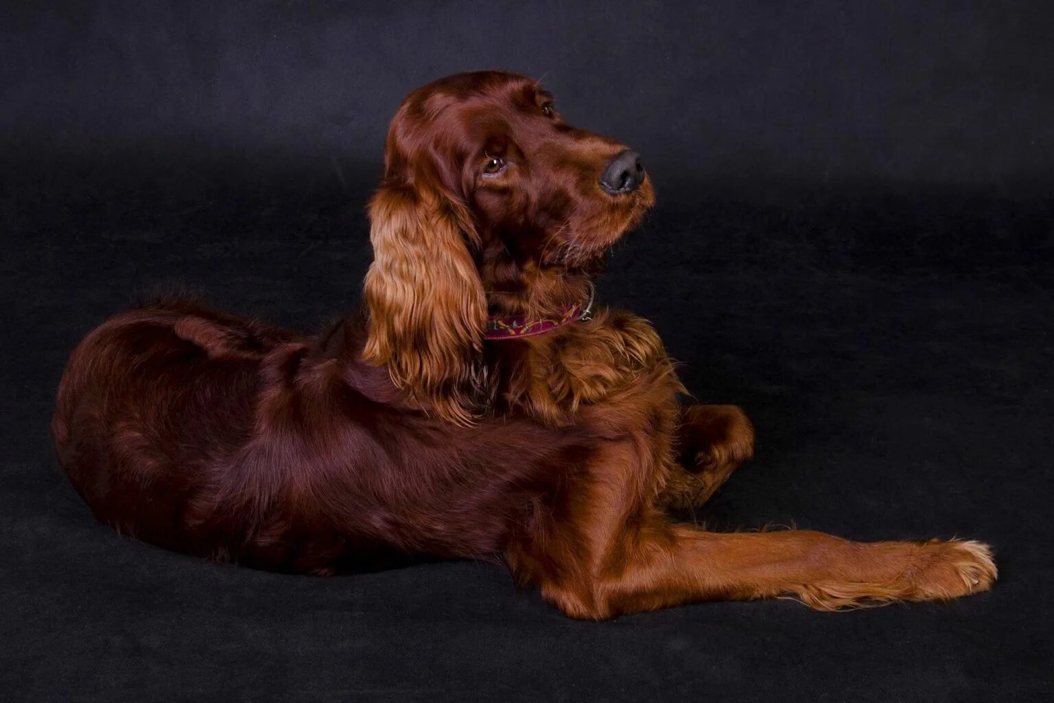 Irish setter