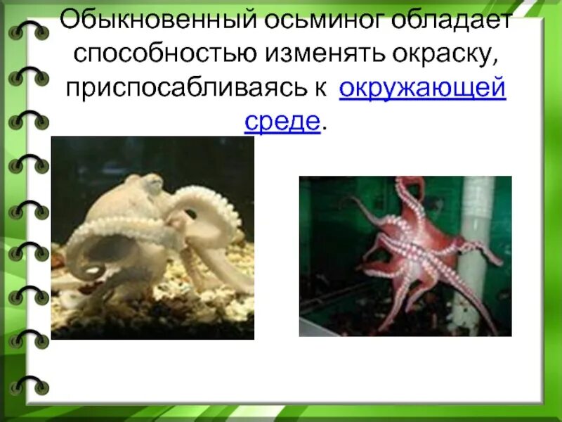 Какой тип характерен для осьминога обыкновенного