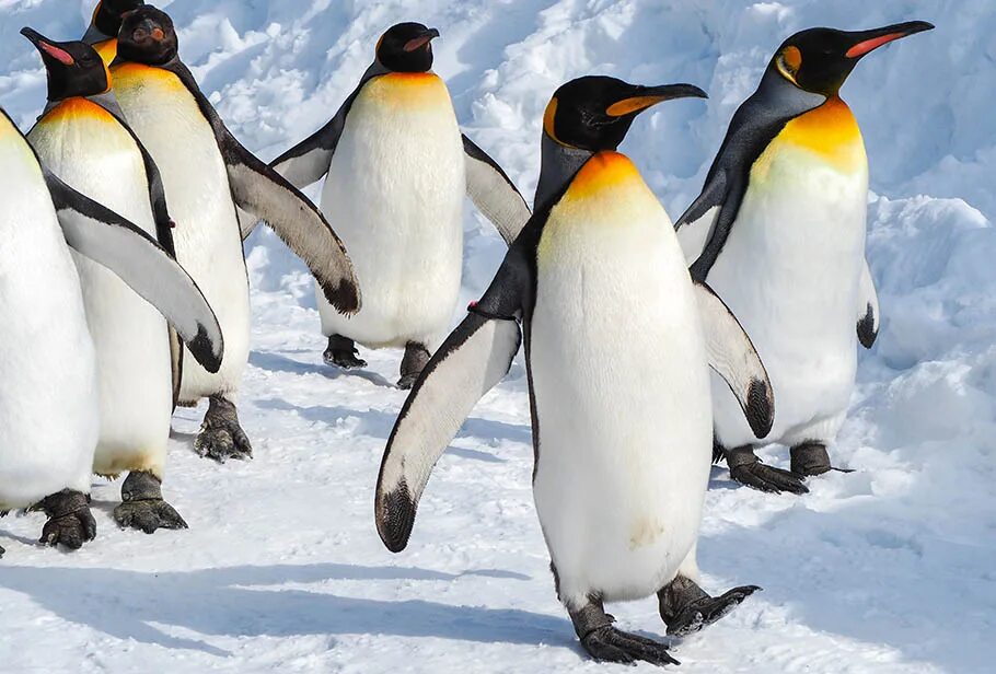 Пингвины идут с пляжа молча. Императорский Пингвин в Антарктиде. Королевский Пингвин в Антарктиде. Пингвины в Антарктиде. Отряд Пингвинообразные.