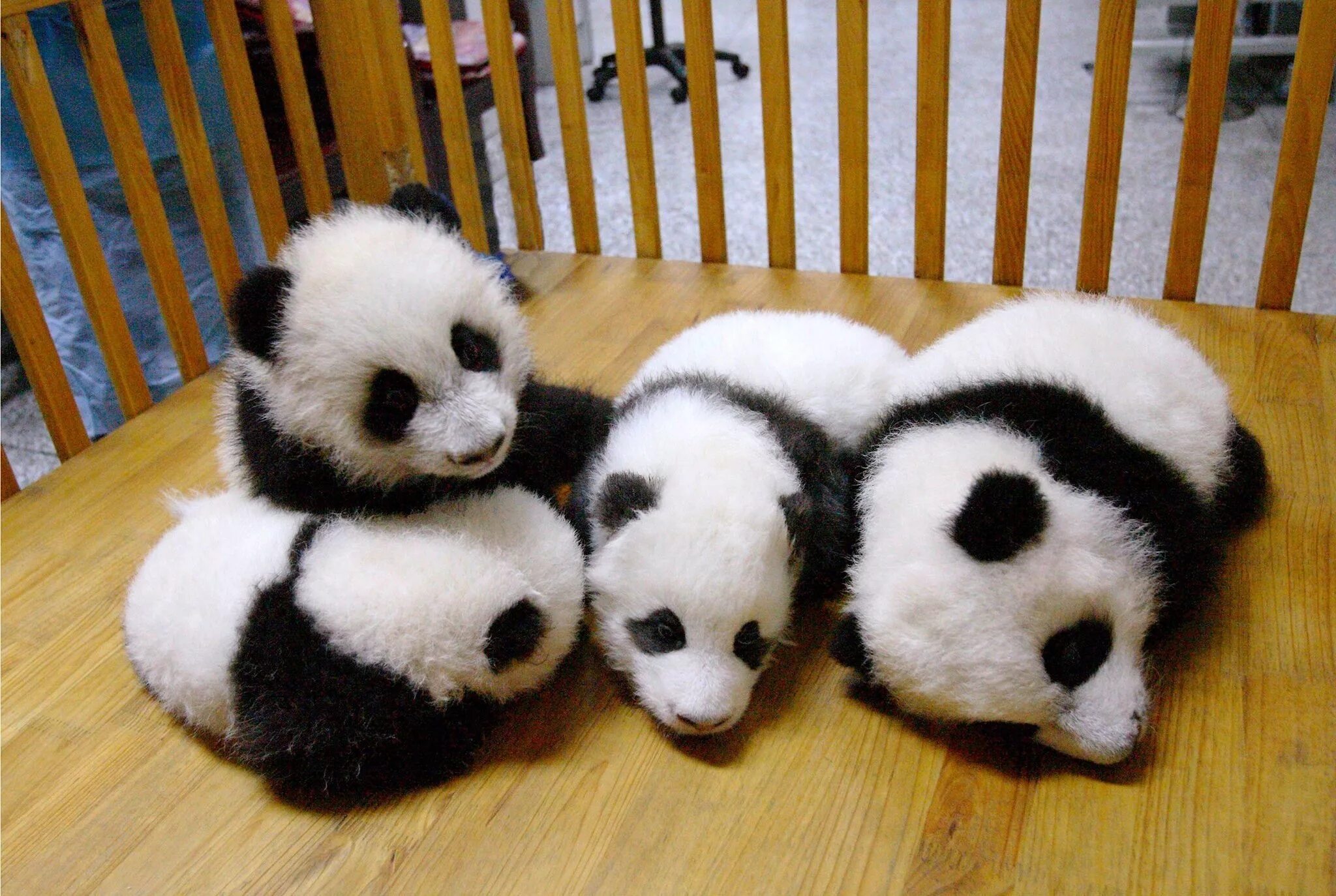 Pandas download