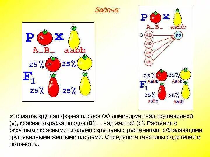 У томатов округлая форма плодов. Круглая форма плода томата доминирует. У томатов круглая форма плодов а доминирует над грушевидной. Схема скрещивания 3 закона Менделя.