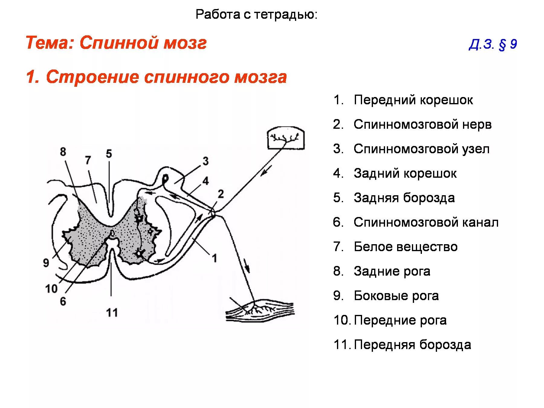 Рога спинного мозга функции. Рога спинного мозга функции