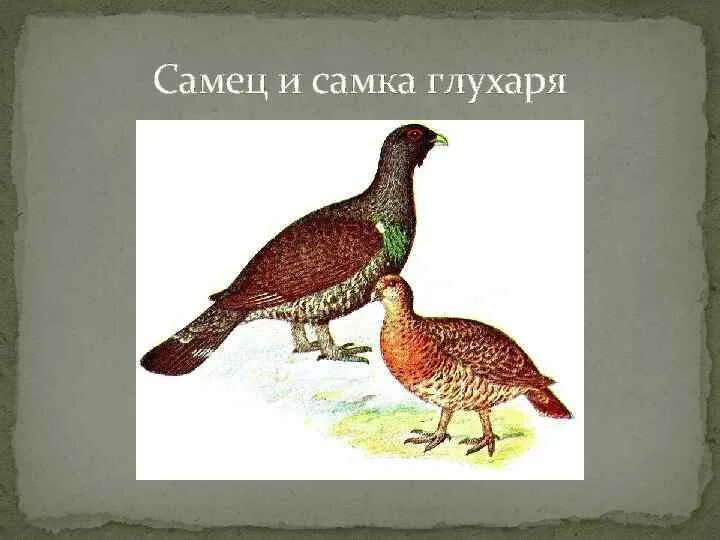 Краткое содержание капалуха 3. Самка глухаря Капалуха. Глухарь самка и самец. Глухарь птица самка. Глухарь птица самка и самец.