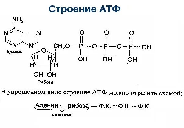 3 строение атф