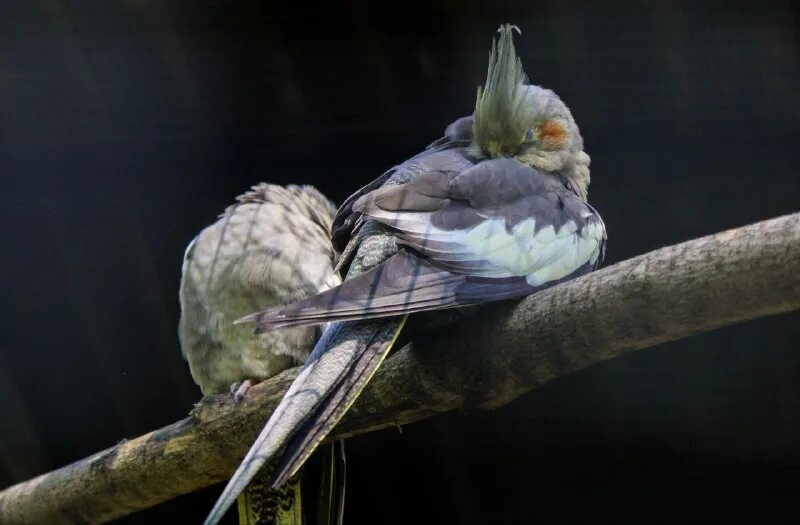 мир белогорья телеграмм