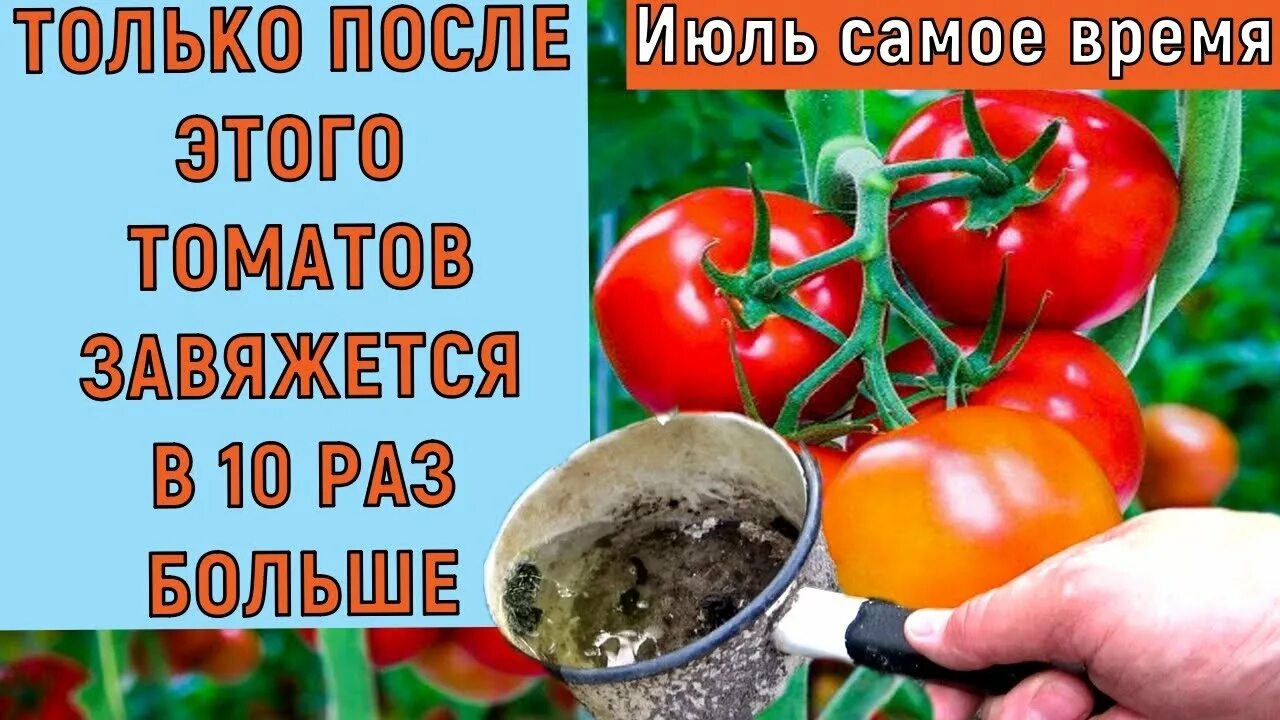 Чем подкормить томаты в конце июля