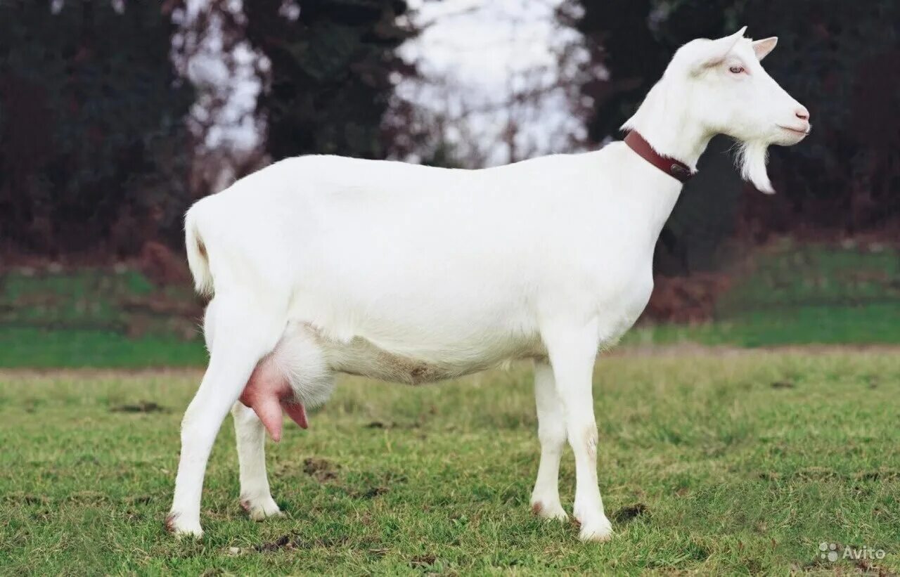 Зааненская коза. Козы зааненской породы. Зааненская порода. Коза белая зааненская. Породы дойных коз