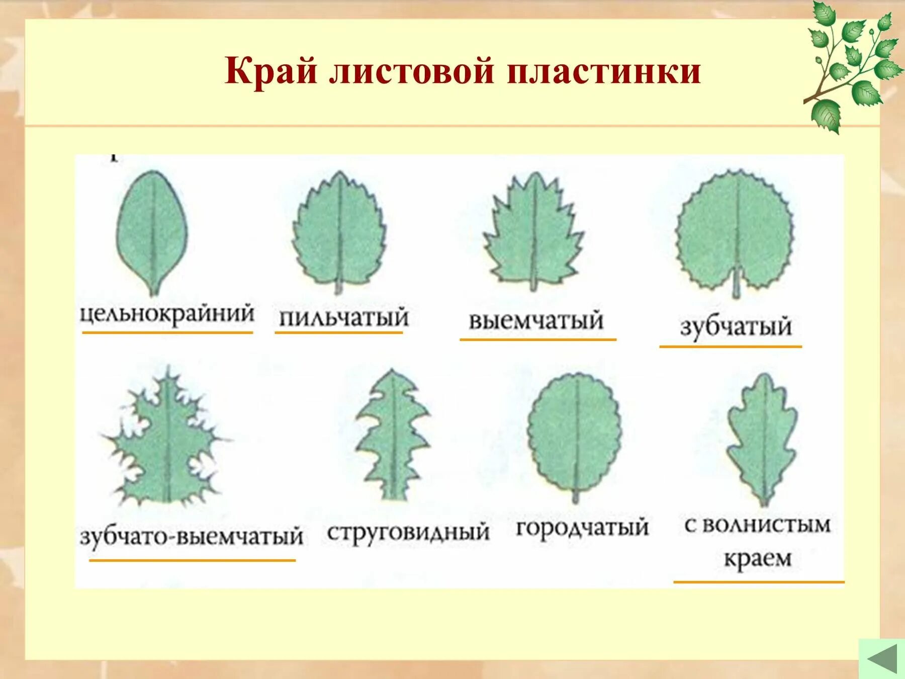 Четыре формы листьев