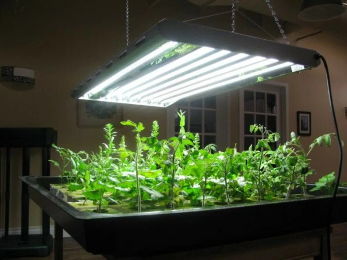 Лампа General 6500k 40 Вт для досвечивания рассады. Фитолампа led grow Light. T5 Fluorescent grow Light. Фитосветильник grow 150w. Как досвечивать рассаду в домашних условиях